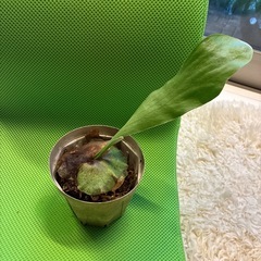 ビカクシダ ヒリー 雷神 名品 希少 子株 株分着生 着生植物 コウモリラン インテリア の画像