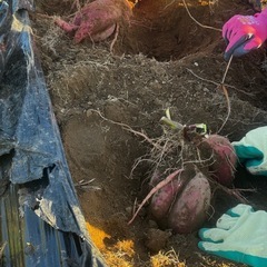 シルクスイート Sサイズの画像