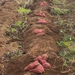 シルクスイート Sサイズの画像