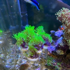 サンゴ　海水魚の画像