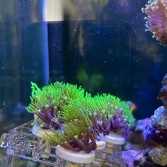 サンゴ　海水魚の画像