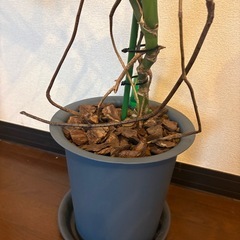 モンステラ　
9号の画像