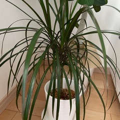 観葉植物の画像