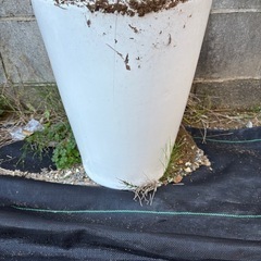 植木鉢、の画像