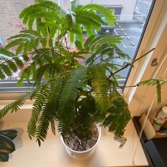 エバーフレッシュ　5回選定幹太　110cmくらいの画像