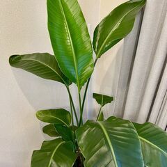 【観葉植物】オーガスタ 8号 ブラウンバスケット鉢カバー の画像