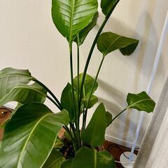 【観葉植物】オーガスタ 8号 ブラウンバスケット鉢カバー の画像