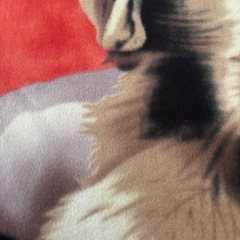 ビッグブランケットの画像