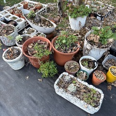植木鉢など　大量の画像