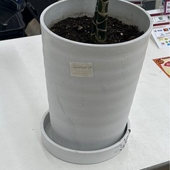 植木鉢   観葉植物の土  (使いかけ)の画像