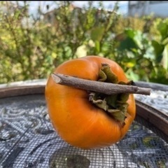 無農薬　渋柿　2.6キロ　17個の画像