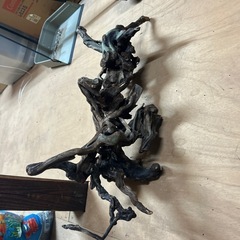 水槽、金魚、熱帯魚、爬虫類の画像