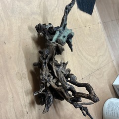 水槽、金魚、熱帯魚、爬虫類の画像