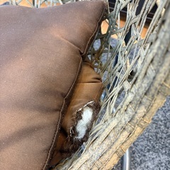 【ジャングル深井店】★ハンギング チェア 家具 簡易クリーニング済 堺市（中区 堺区 東区 西区 南区 北区）和泉市 河内長野市 富田林市 松原市 狭山市 深井 【FU2909】の画像