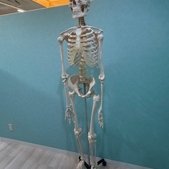 整体用ひょうほん標本の画像