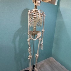 整体用ひょうほん標本の画像