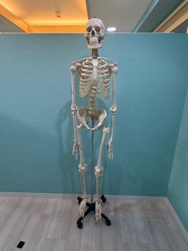 整体用ひょうほん標本