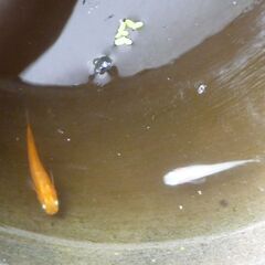 11/13(木)16(日)受渡限定 ミックスメダカ４５匹 とホテイアオイ2株の画像