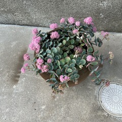 ミセバヤ
の画像