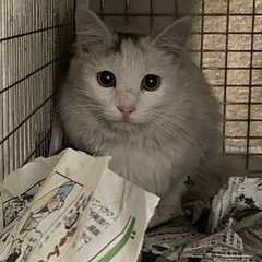 長毛白猫、、、美人猫です。迎えて欲しいです。❤️手術してお外予定...