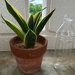 サンスベリア①
の画像