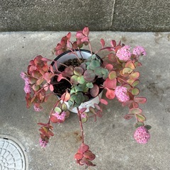 ミセバヤの画像