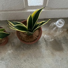 サンスベリア①
の画像