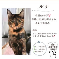 11/16(日)10:30〜保護猫の譲渡会【ぬくもりの館】②大刀洗町