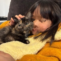 甘えん坊な子猫 − 香川県