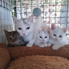 白猫親子たち、、、お母さんに甘えん坊🩷🩷🩷