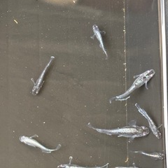 (受け渡し者決定)ラスト　ミッドナイトフリル　9匹　オマケ付きの画像