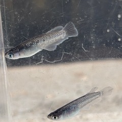 (受け渡し者決定)ラスト　ミッドナイトフリル　9匹　オマケ付きの画像