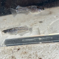 (受け渡し者決定)ラスト　ミッドナイトフリル　9匹　オマケ付きの画像