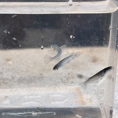 (受け渡し者決定)ラスト　ミッドナイトフリル　9匹　オマケ付きの画像