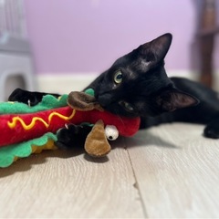 ゴロゴロすりすり甘えたさんの女の子ドゥエちゃん