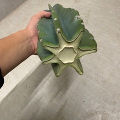 柱サボテンの画像