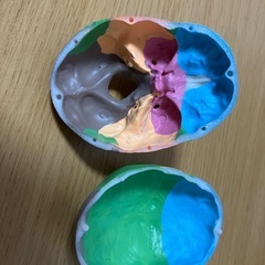 骨模型　頭蓋骨　ミニサイズの画像