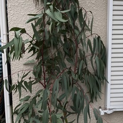 ユーカリ・リバーレッドガム切り枝の画像