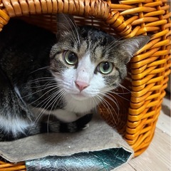 苦労をしたけど元気陽気かわい子ちゃん