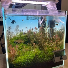 イエロータイガーキングコブラグッピー
の画像