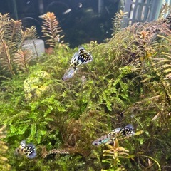 イエロータイガーキングコブラグッピー
の画像