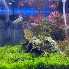 イエロータイガーキングコブラグッピー
の画像