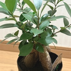 ガジュマル🍃観葉植物の画像