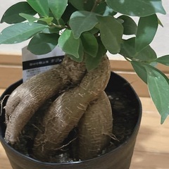 ガジュマル🍃観葉植物の画像