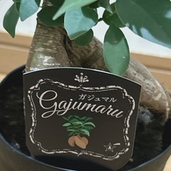 ガジュマル🍃観葉植物の画像