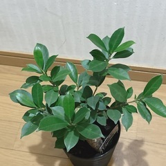 ガジュマル🍃観葉植物の画像