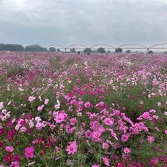 東京近郊下道ツーリング仲間募集❗️一緒に楽しく走りしょう‼️ − 東京都