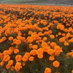 東京近郊下道ツーリング仲間募集❗️一緒に楽しく走りしょう‼️ - 友達