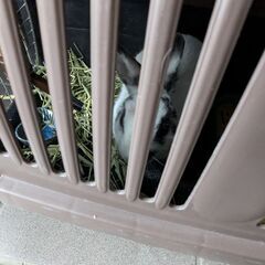 うさぎ2匹の里親募集