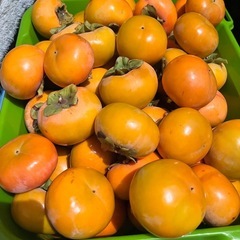 【受付停止中】【取引中1〜6番手予約中】秋の味覚　柿　　早い者勝ち　10個100円の画像